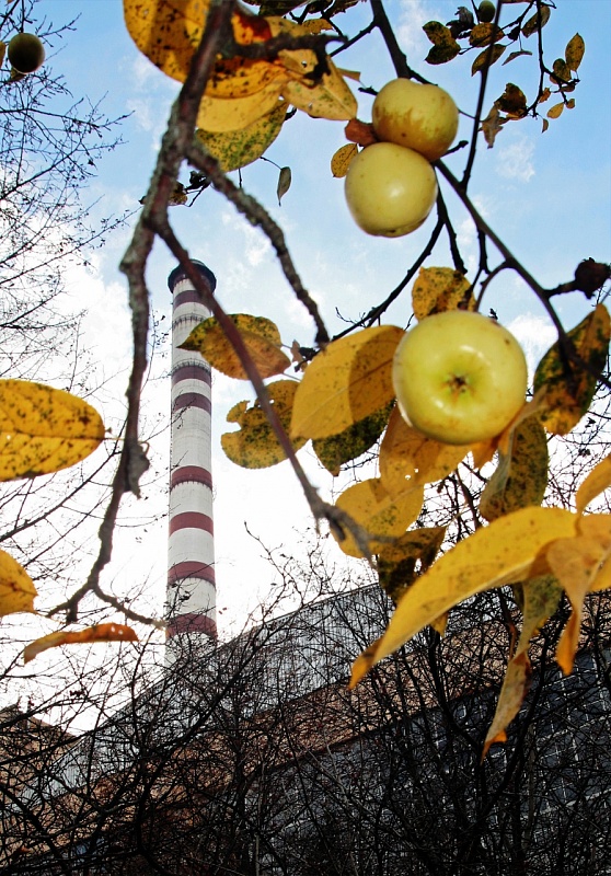 Наливные яблочки<br />
Яблоневый сад Костромская ГРЭС