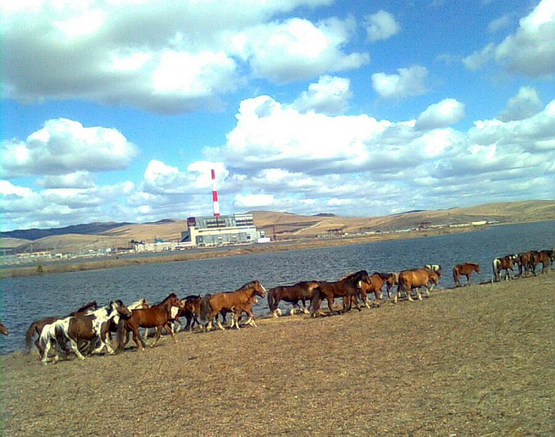 лошади на водохранилище Харанорской ГРЭС