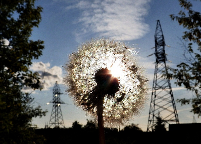 Солнечный цветок.