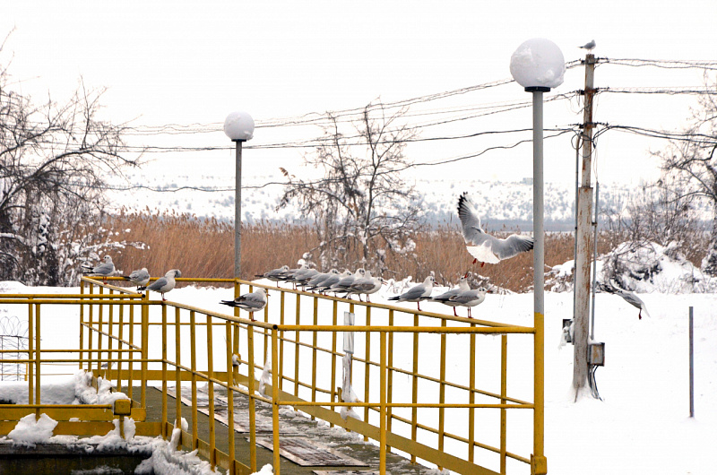 Чайки на южном канале Молдавской ГРЭС.   Птицы вольные, а все ж стремятся к людям и теплу. 